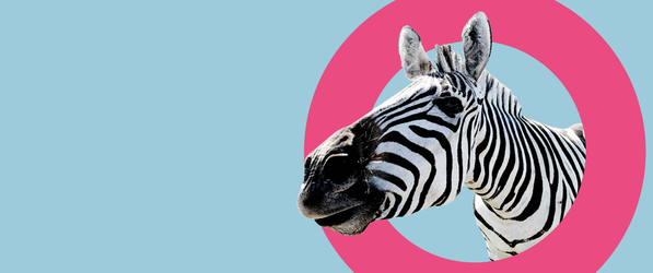 das Covermotiv des GS1 Campus zeigt ein Zebra, das durch einen pinkfarbenen Kreis schaut