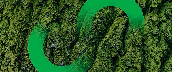 EU Deforestation Regulation (EUDR) Ausschnitt einer Baumrinde